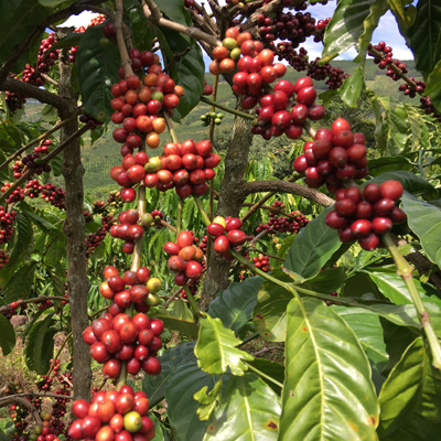 Cherries — Simple Coffee