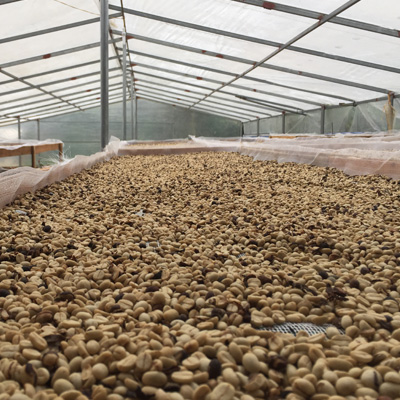 Drying — Simple Coffee